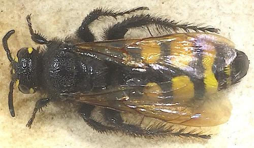 Réf. 266 765 : Colpa sexmaculata
